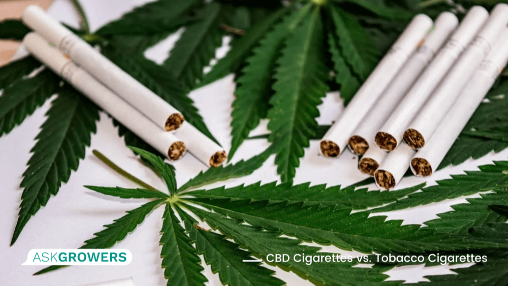 CBD Cigarettes vs. Tobacco Cigarettes The Potential Risks and Benefits